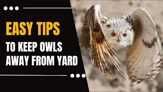 How To Scare Away Owls In Your Yard??Most Effective Methods