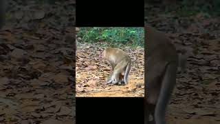 MUST WATCH!! Monkeys mating