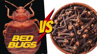 How To Get Rid of Bed bugs with Cloves \u0026 Clove Oil