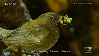 Nature. Brown dipper in the velley, sound of nature