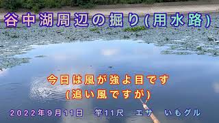 谷中湖周辺の掘り(用水路) 夏の終わりの小ベラ.小鮒釣り￼