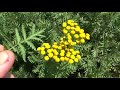 tansy tanacetum vulgare bitter buttons cow bitter golden buttons medicinal use u0026 history