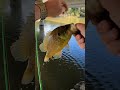 world record warmouth sunfish short shorts shortvideo