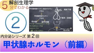 内分泌シリーズ第２回「甲状腺ホルモン（前半）」おたまじゃくし先生の解剖生理学講座/日本一わかりやすい講義を目指して