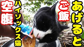 空腹なハイソックス猫にご飯をあげたら・・・ いつもと違う縄張りでキョロキョロ さくらねこへの給餌 癒され野良猫動画 感動猫動画