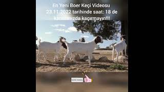 Boer Keçisi / Boer Goat #shorts