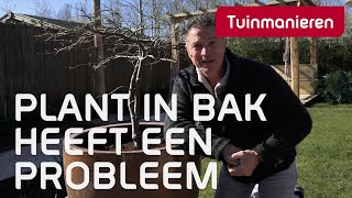 Hoe voed je planten in bakken en potten? | Tuinmanieren