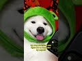 i tried to warn them 😊 dogshorts puppy funny pets tiktok shiro samoyed cute cutedog