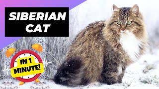 Siberian Cat - In 1 Minute! 🐱 One Of The Most Expensive Cats In The World | 1 Minute Animals