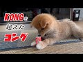 大好きなKONGを超えたコング発見　長時間遊んでくれたけど…、今回だけね　ミックス犬 [ポメ柴]