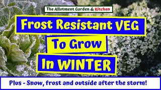 Frost Resistant Vegetables To Grow Outside Over the Winter Period - Plus Winter in the Polyhouse #55