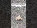 the crunchiest leaf in the world asmr