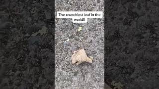 The crunchiest leaf in the world!! #asmr