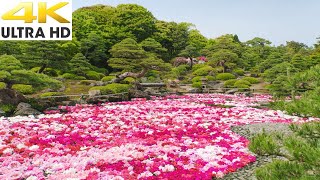 由志園【島根】GW限定/池泉に浮かぶ三万輪の牡丹と日本庭園