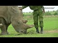 Scientists Working to Create Northern White Rhino Embryos