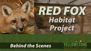 Behind the Scenes: A New Red Fox Habitat