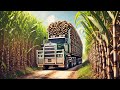 Australian Farmers Harvest Billions of Tons of Sugar Cane and Process White Sugar