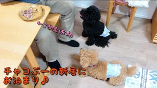 【トイプードル】やまとん、りんくうタウンの帰りにお泊まり🏡Toy Poodle staying with a friend's dog ♪