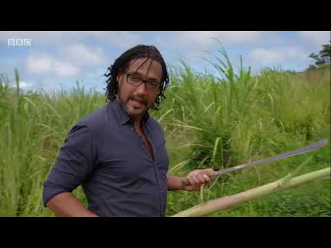 Where were the sugar plantations located?