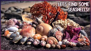 Corals and Mini Shells at Sunrise | Finding Seashells at Low Tide