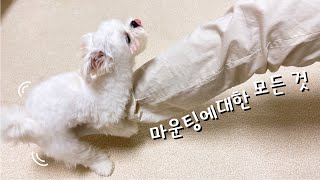 [ENG]😨 마운팅 이유와 교육방법. 붕가붕가에대한 모든 것! 새끼강아지 마운팅🙊