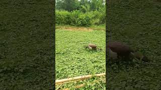 ମୟୂର ନା ମୟୂରୀ ???#peacock #peacockcall #nature