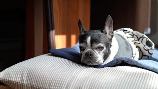 シニア犬15歳 まどろむあたしちゃん【Boston Terrier Lulu】