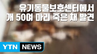 [자막뉴스] 유기동물보호센터에서 죽은 개 50여 마리 발견 / YTN