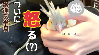 【検証？】甘えん坊のオカメインコでも自慢のチョンマゲで遊ばれたら怒る説。【お迎え15日目】【雛】【cockatiel】【マロンの日記】