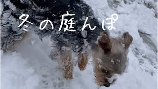 【子犬ヨークシャテリア】冬の庭んぽ　Vo3