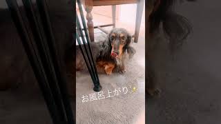 お風呂上がりでふわふわ🐶✨ #dachshund #ミニチュアダックスフンド #犬のいる暮らし