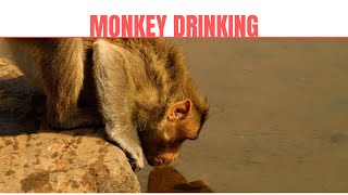 Monkey Drinking Water in Agastya Lake, Badami