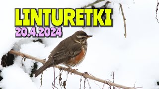 Linturetki 20.4.2024 - Toikansuo \u0026 Kourulanmäki