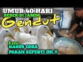 WAJIB DI COBA , PAKAN BEBEK CEPAT GEMUK CEPAT BESAR , ternak bebek pedaging