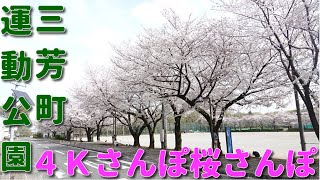 【４Ｋさんぽ】桜さんぽ！埼玉県三芳町、三芳町運動公園グラウンド　Walk in Japan　Japanese cherry blossoms　Miyoshi Town　4K60FPS　 ４Ｋ動画