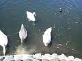 20140811手賀沼柏ふるさと公園周辺のハクチョウ白鳥スワンswans