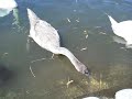 20140811手賀沼柏ふるさと公園周辺のハクチョウ白鳥スワンswans