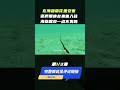 隐鱼以海参后门为家，鲢鳙竟在漂亮国泛滥成灾，主动往渔民怀里跳！（pt1 3） shorts 科普 animals