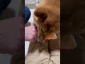 加減してくれるがちょっと痛いかな 小娘rio25.1.14 ショート動画 柴犬 雑種犬 犬のいる暮らし かわいい 動画編集勉強中