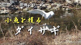 野鳥シリーズ　小魚を獲る　ダイサギ