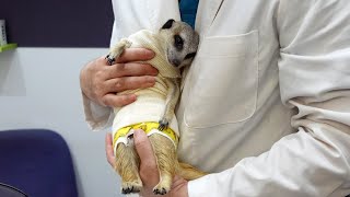 Meerkat going to the vet to get desexed