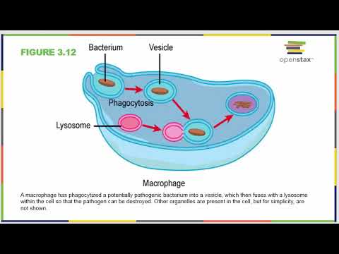 Chapter Three OpenStax Concepts Of Biology - YouTube