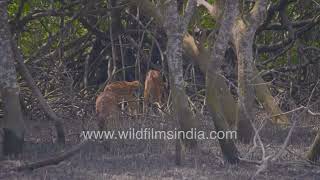 এই দাগযুক্ত বা চিতল হরিণগুলি আসলে সুন্দরবনের ল্যান্ডস্কেপে, ম্যানগ্রোভ জলাভূমির মধ্যে বেঁচে থাকে