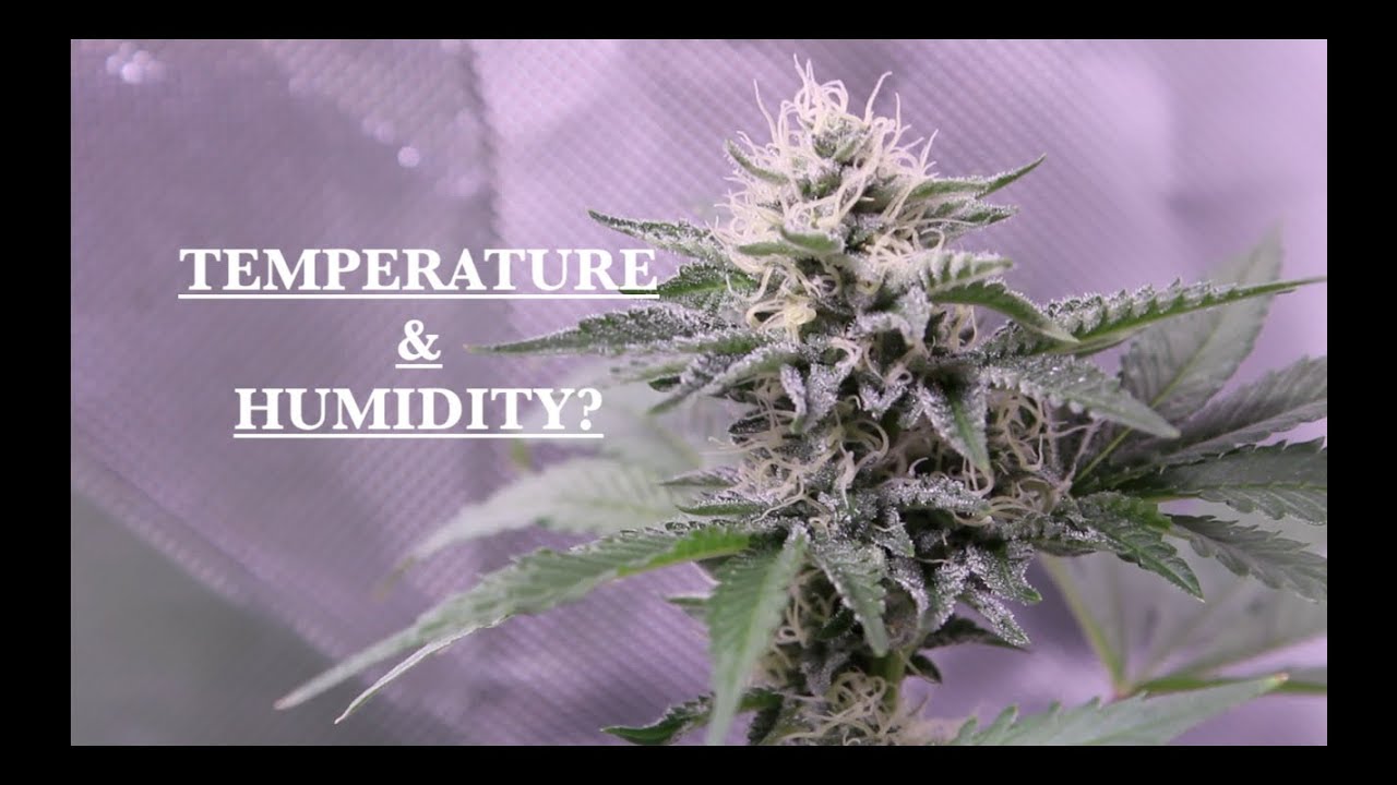 Guide To Temperature & Humidity In The Garden + Cannabis Grow Update ...