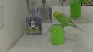 おしゃべりインコのピッピはコップが好き！He Like Cup#2