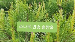 솔순.소나무과 반송. 솔방울