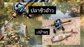 ตกปลาหมายลำห้วย #ตกปลากระสูบ #ปลาซิวอ้าว #ultralightfishing