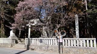 カンザクラ【大知波桜】2019.2  八分咲　大神山八幡宮境内 (静岡県湖西市)