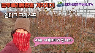 블루베리품종 남부종인디고 크리스프 가지치기와 특성