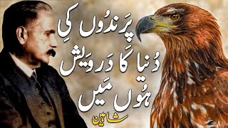 Shaheen | Bal-e-Jibril 176 | Kalam-e-iqbal | Urdu motivational Poetry | The Eagle | Allama iqbal
